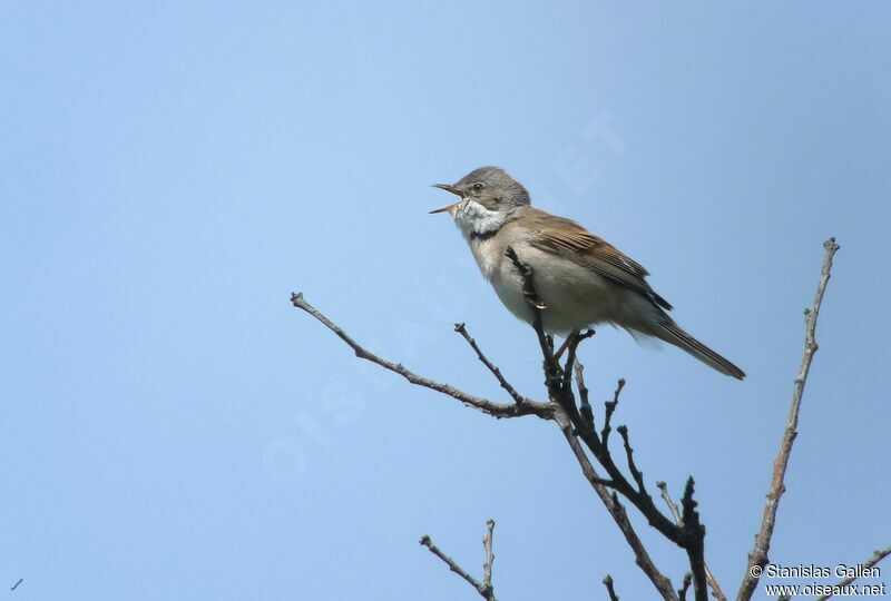 Common Whitethroat male adult breeding, song