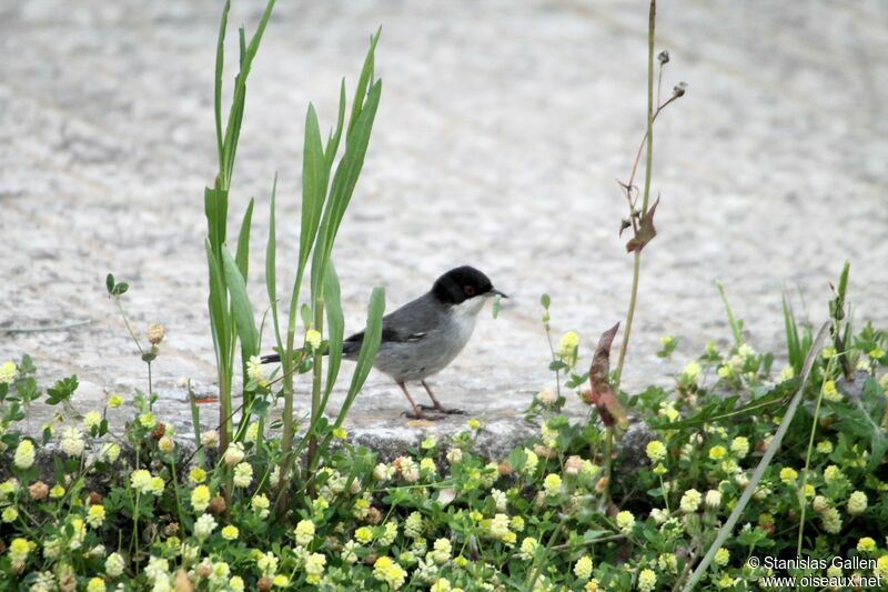 Sardinian Warbler male adult, Reproduction-nesting