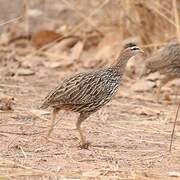 Double-spurred Spurfowl
