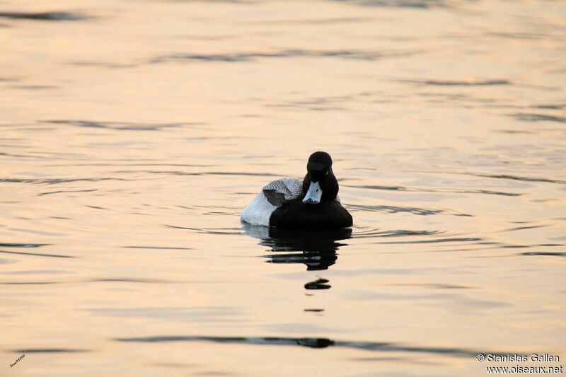 Lesser Scaup male adult breeding, swimming