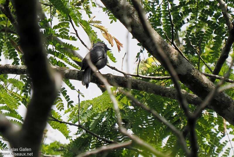 Gobemouche du Libéria mâle adulte nuptial, chant