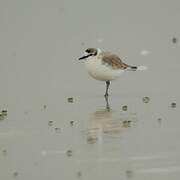 White-fronted Plover