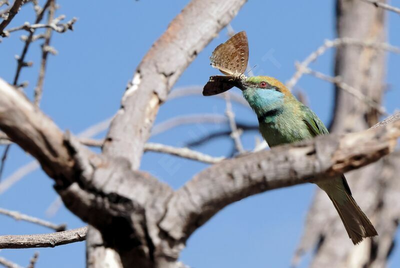 Asian Green Bee-eaterFirst year, fishing/hunting, eats