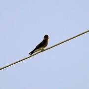 Southern Rough-winged Swallow