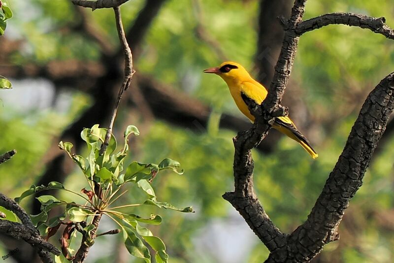 African Golden Oriole male adult breeding