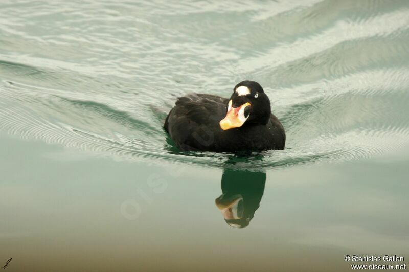 Surf Scoter male adult, swimming