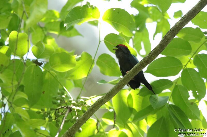 Lance-tailed Manakin male adult breeding, song