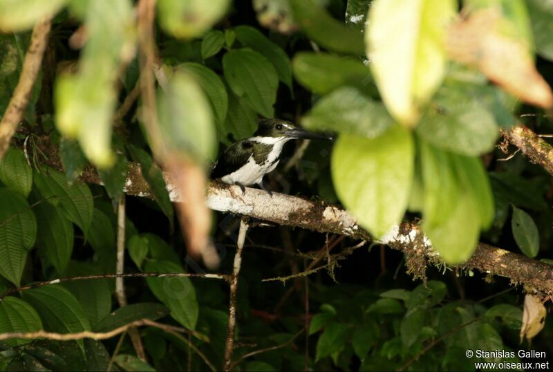 Amazon Kingfisher female adult