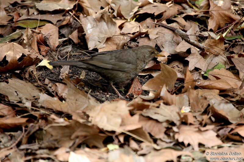 Common Blackbird female adult post breeding