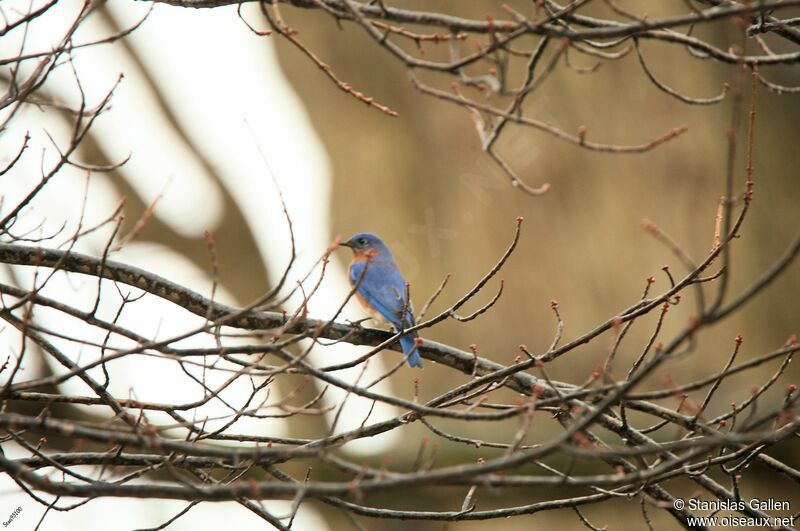 Eastern Bluebird male adult post breeding