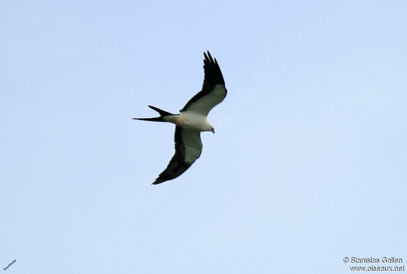 Swallow-tailed Kiteadult, Flight
