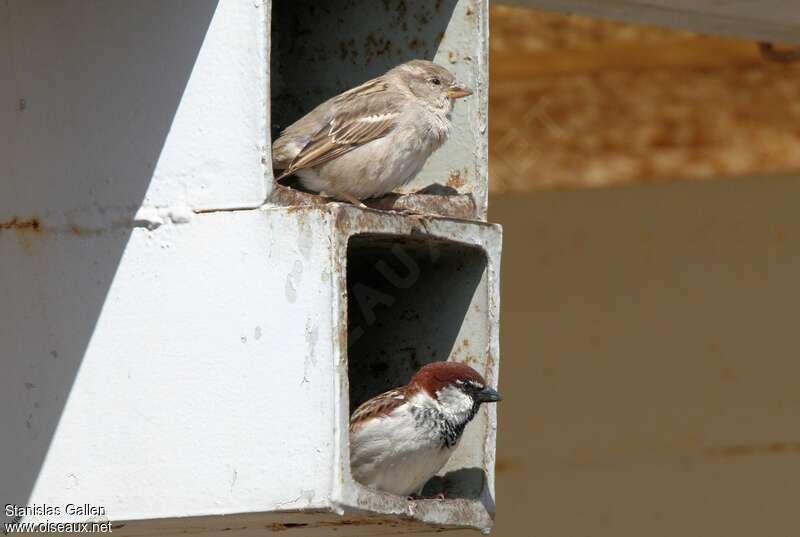 Italian Sparrowadult breeding, pigmentation, Reproduction-nesting