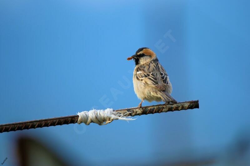 Saxaul Sparrow male adult breeding, eats