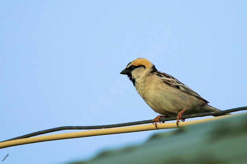 Saxaul Sparrow male adult breeding, close-up portrait
