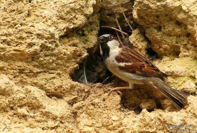 House Sparrowadult breeding, close-up portrait, Reproduction-nesting