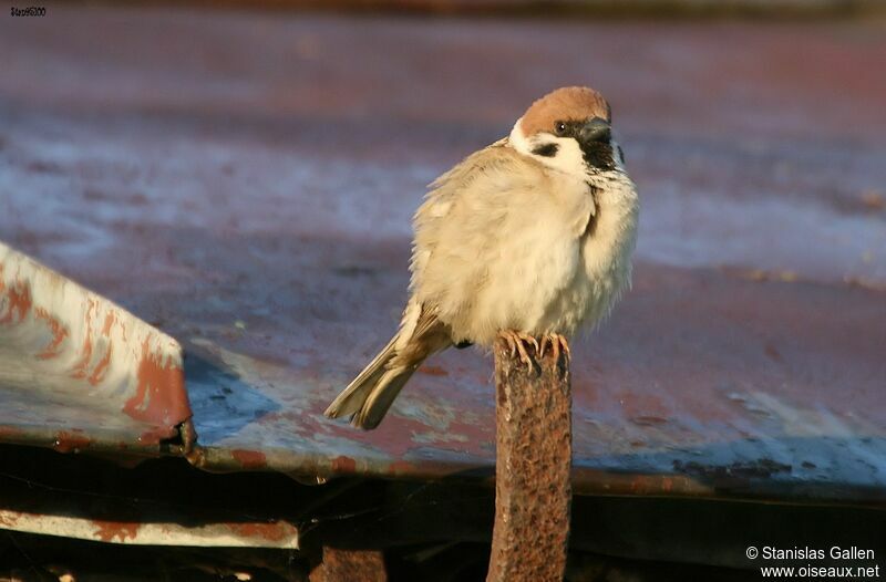 Eurasian Tree Sparrow male adult breeding, close-up portrait