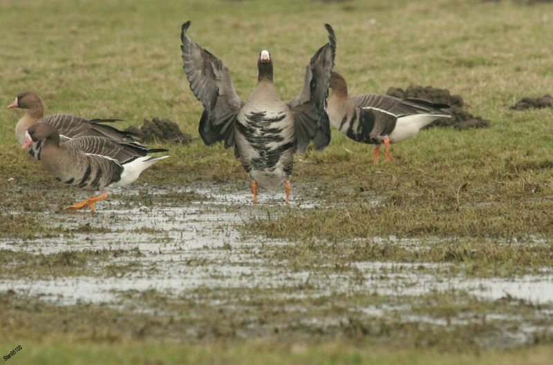 Greater White-fronted Goose female, walking
