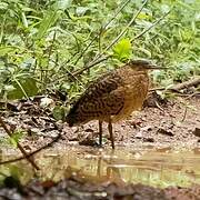White-crested Tiger Heron