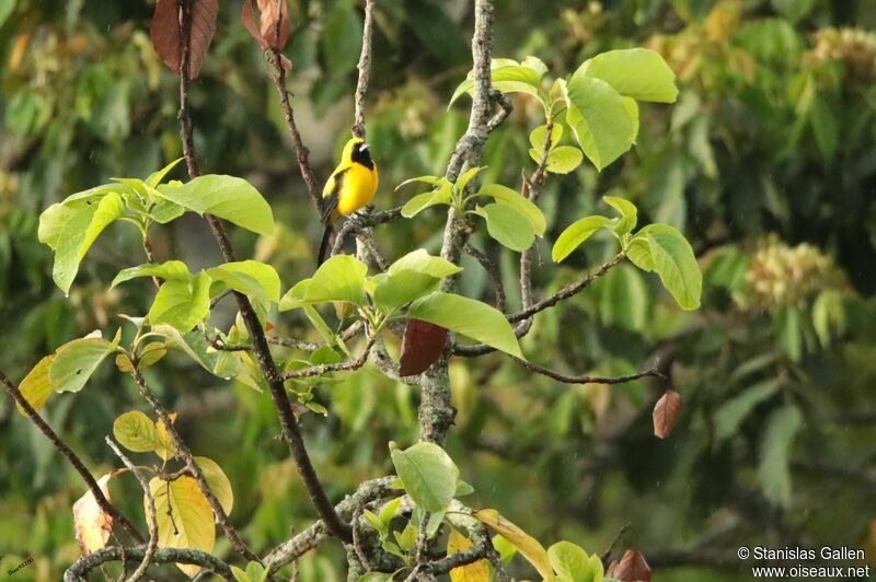 Yellow-backed Oriole male adult breeding