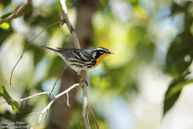 Yellow-throated Warbler male adult breeding, identification