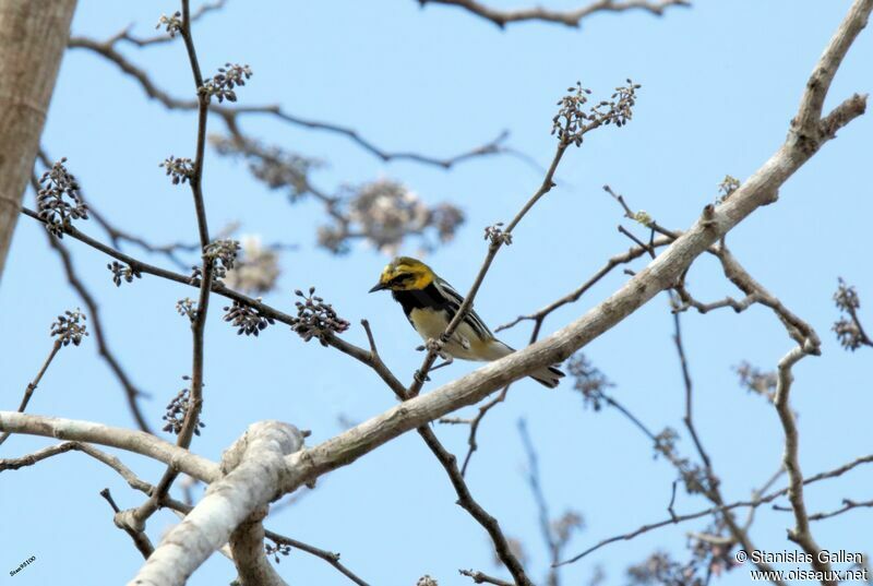 Black-throated Green Warbler male adult transition