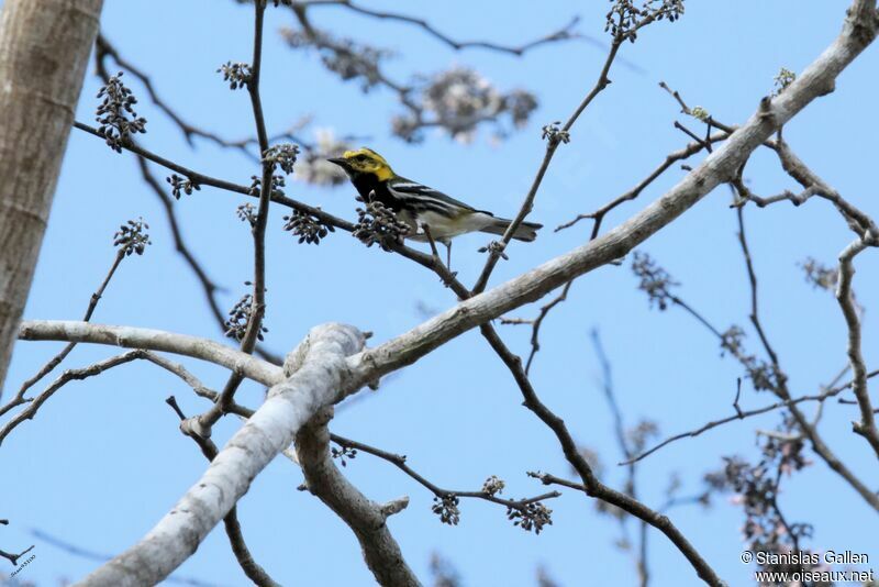 Black-throated Green Warbler male adult transition