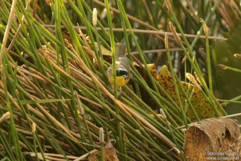 Common Yellowthroat male adult breeding, fishing/hunting
