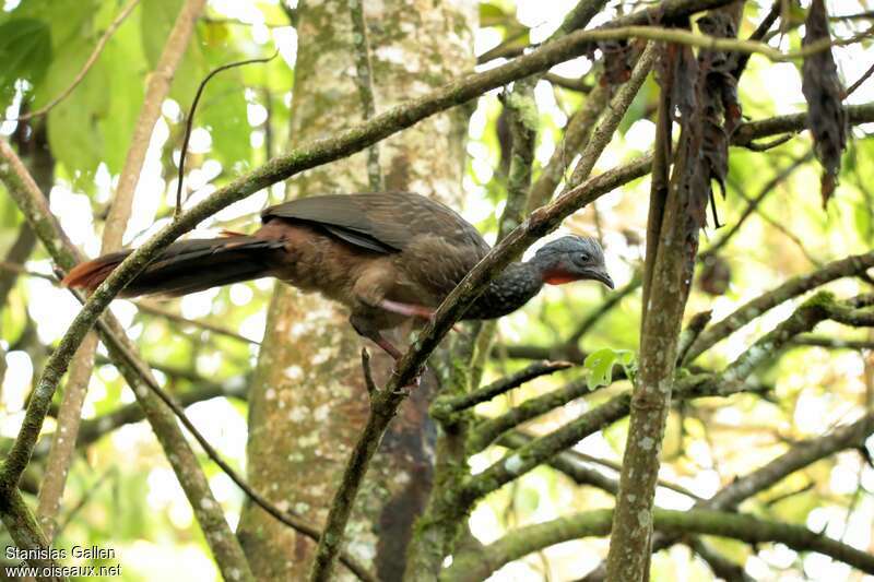 Band-tailed Guanadult, habitat, Behaviour