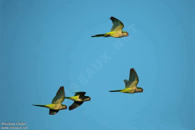 Monk Parakeet, Flight