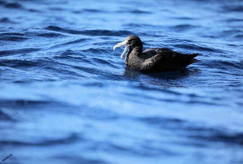 Southern Giant Petreladult, swimming