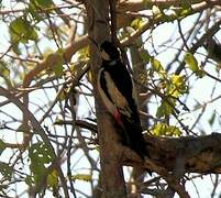 White-winged Woodpecker