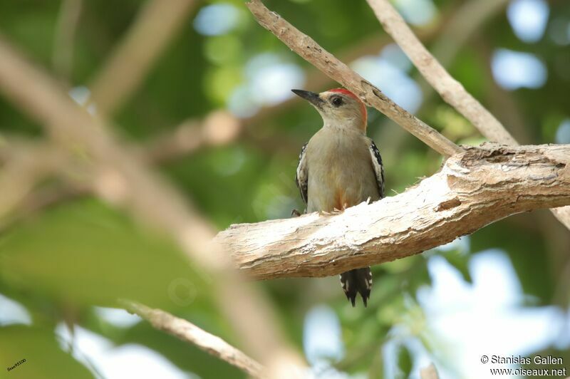 Red-crowned Woodpeckeradult