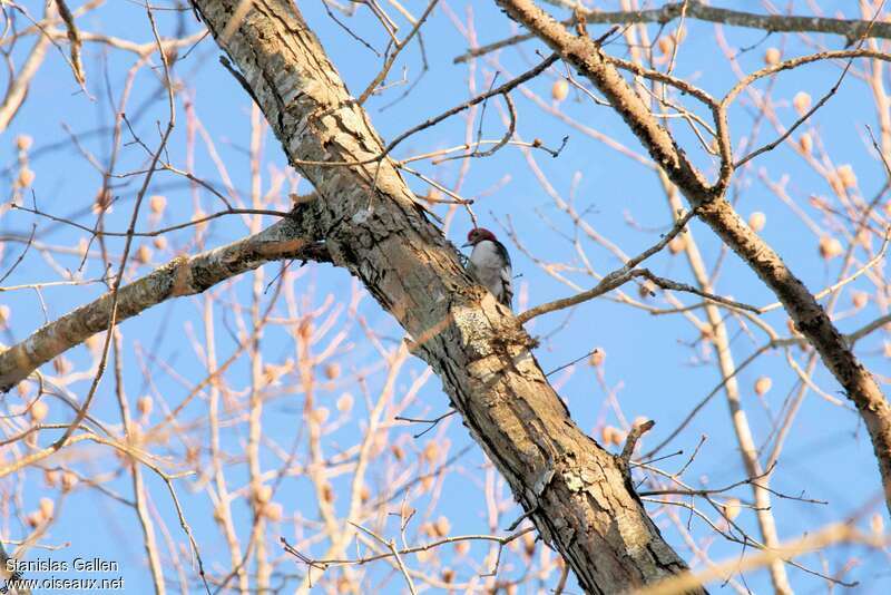 Red-headed Woodpeckeradult, habitat