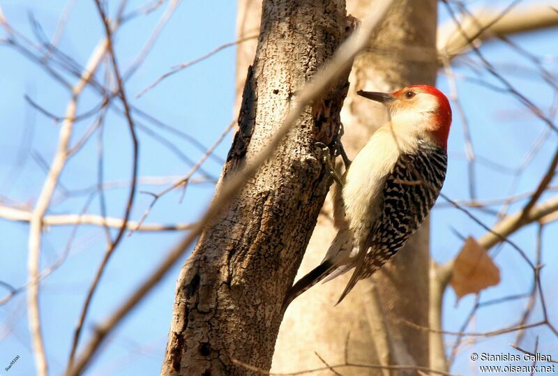Red-bellied Woodpecker male adult, eats