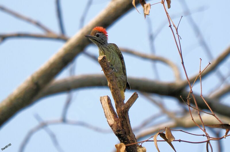 Cardinal Woodpecker male adult breeding