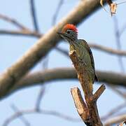 Cardinal Woodpecker