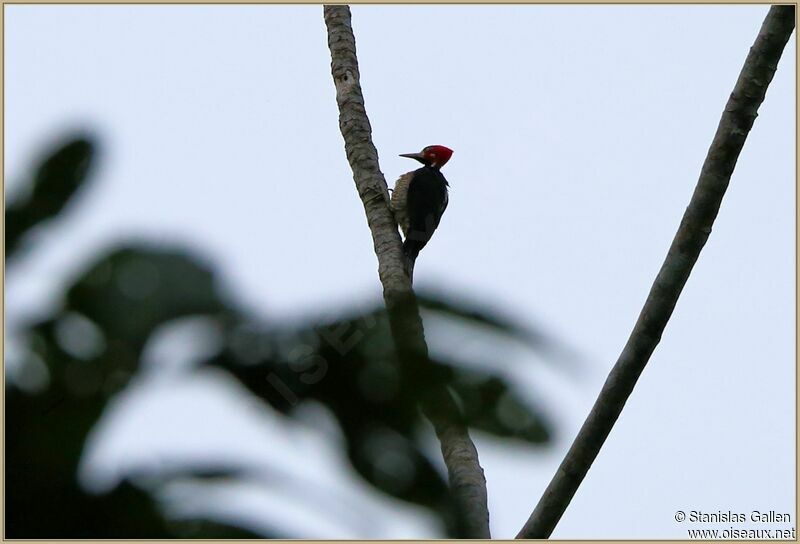 Crimson-crested Woodpeckeradult