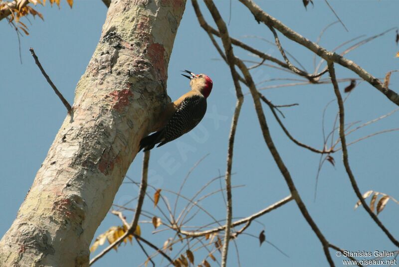 Yucatan Woodpeckeradult breeding