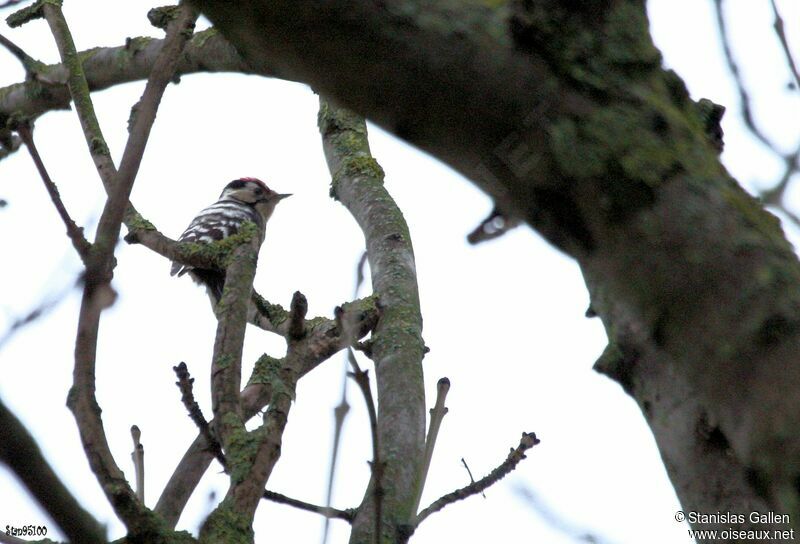 Lesser Spotted Woodpecker male adult transition