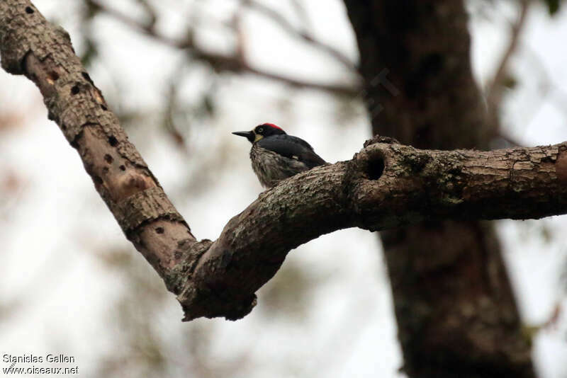 Acorn Woodpeckerjuvenile, pigmentation, Reproduction-nesting