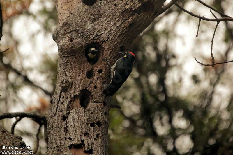 Acorn Woodpecker, Reproduction-nesting