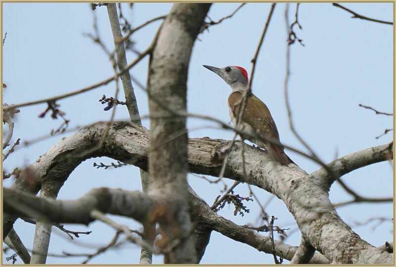 African Grey Woodpeckeradult