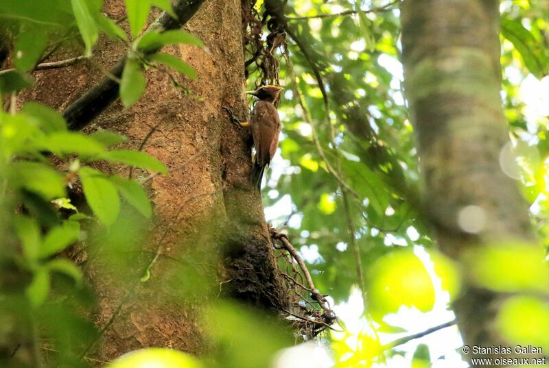 Chestnut Woodpeckeradult, eats