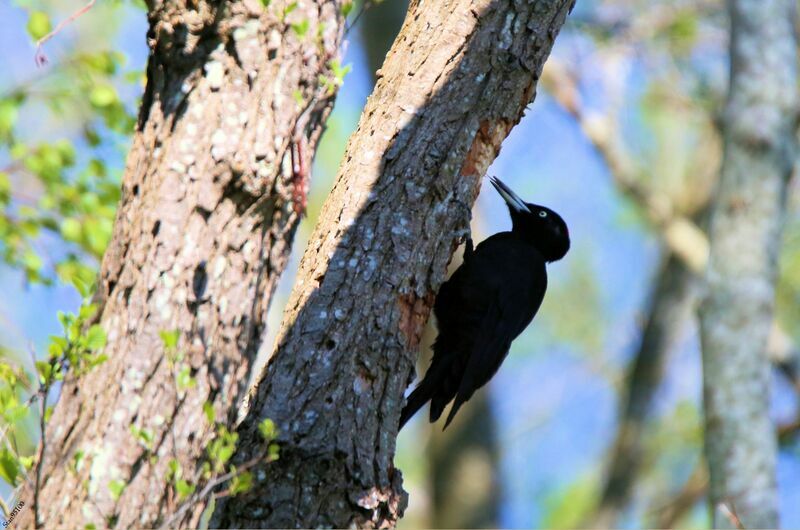 Black Woodpecker female adult breeding, eats