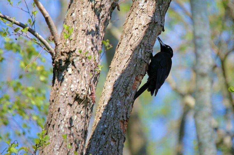Black Woodpecker female adult breeding, eats