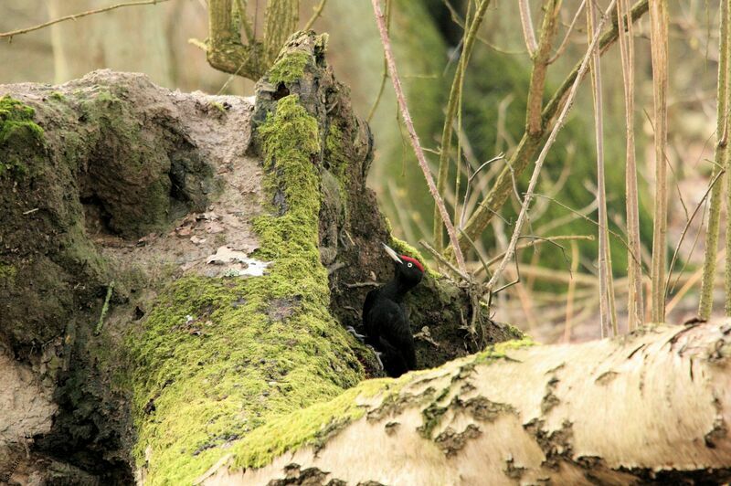Black Woodpecker male adult post breeding