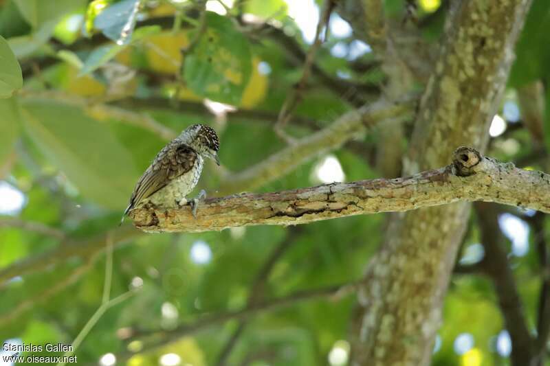 Scaled Piculet female adult, identification