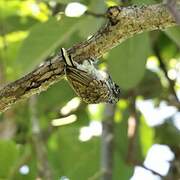 Scaled Piculet