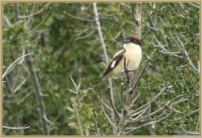 Woodchat Shrike male adult breeding