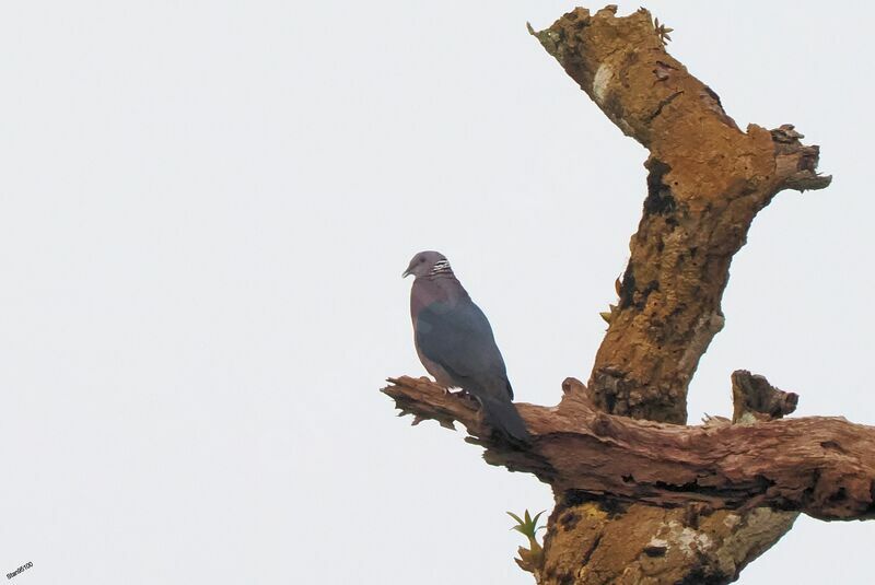 Sri Lanka Wood Pigeonadult